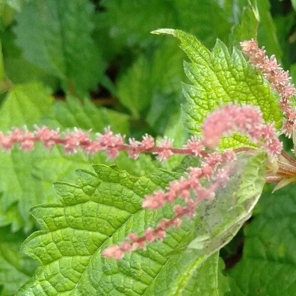 Boehmeria japonica Flower