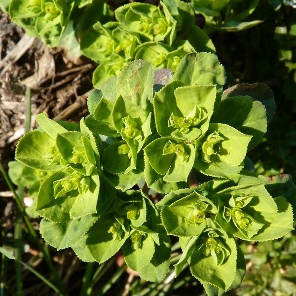 Euphorbia helioscopia Floare