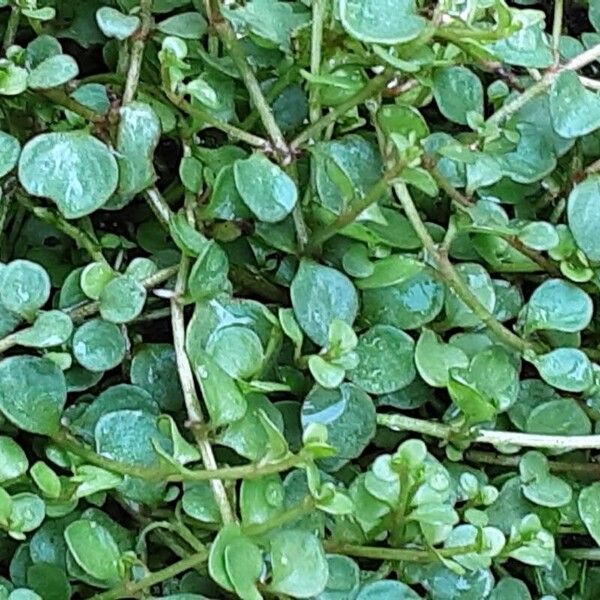 Lysimachia tenella Blatt