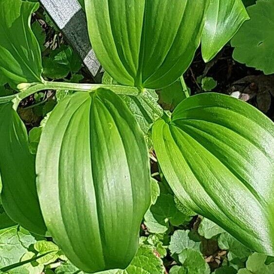 Polygonatum latifolium Blad