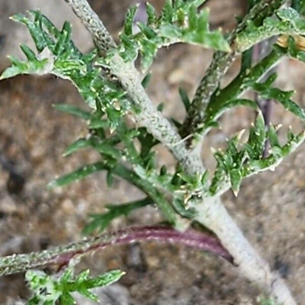 Anthemis pseudocotula Кора