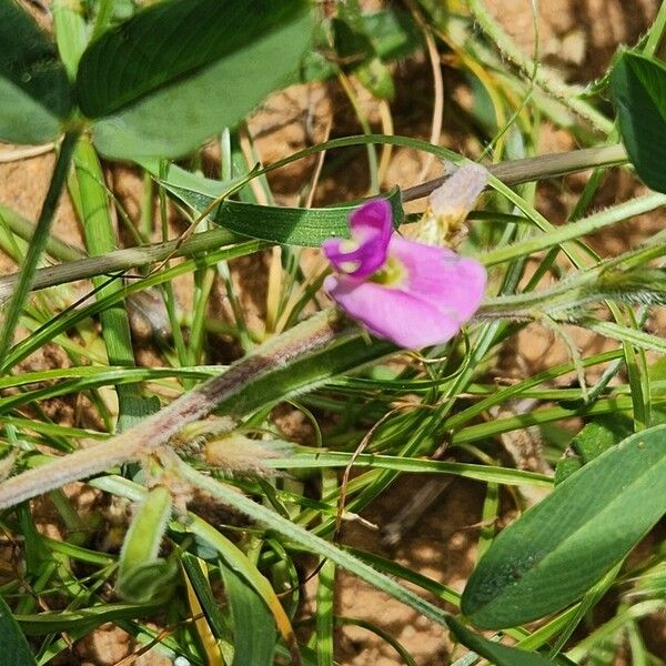 Tephrosia subtriflora Blomst