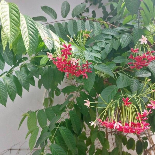 Combretum indicum Flower