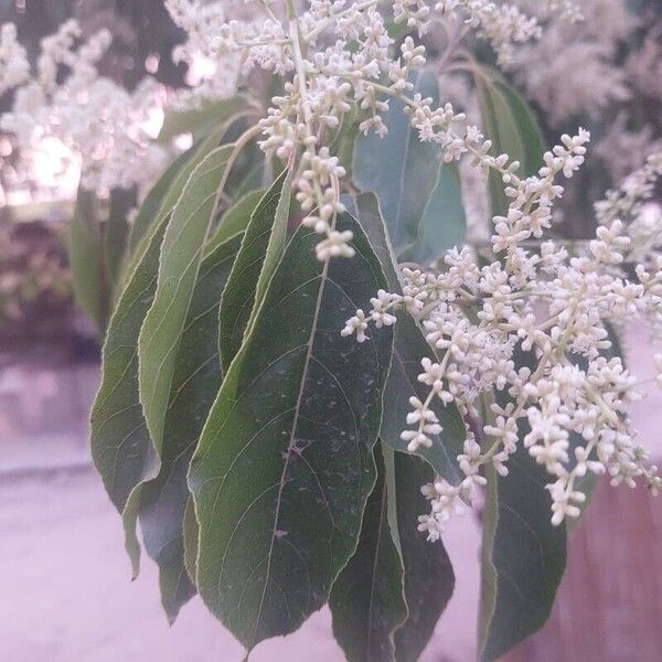 Ehretia acuminata 葉