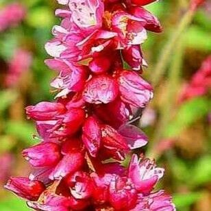 Persicaria orientalis Flower