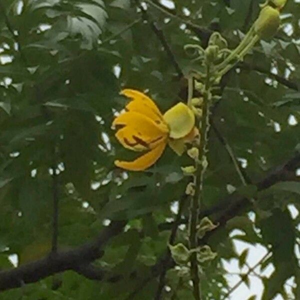 Senna petersiana Flower