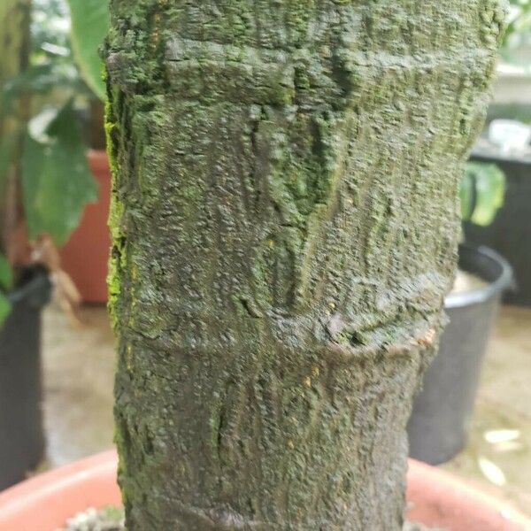 Gnetum gnemon Bark