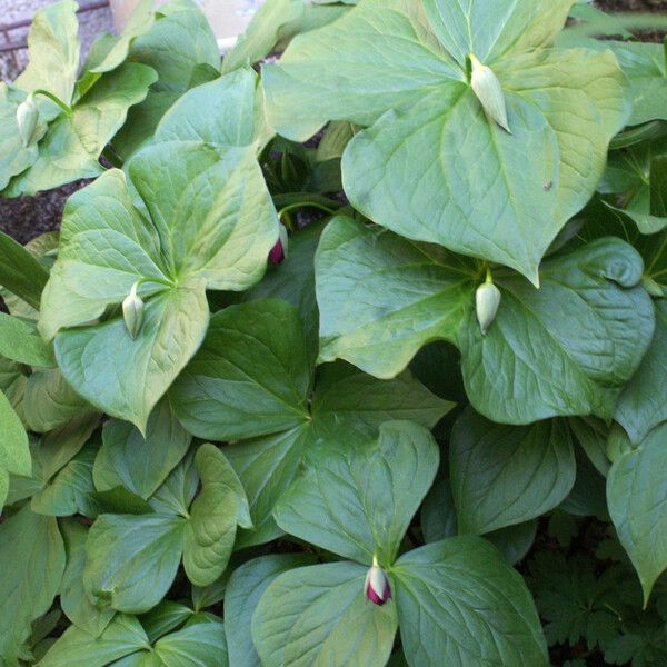 Trillium erectum (Birthroot)