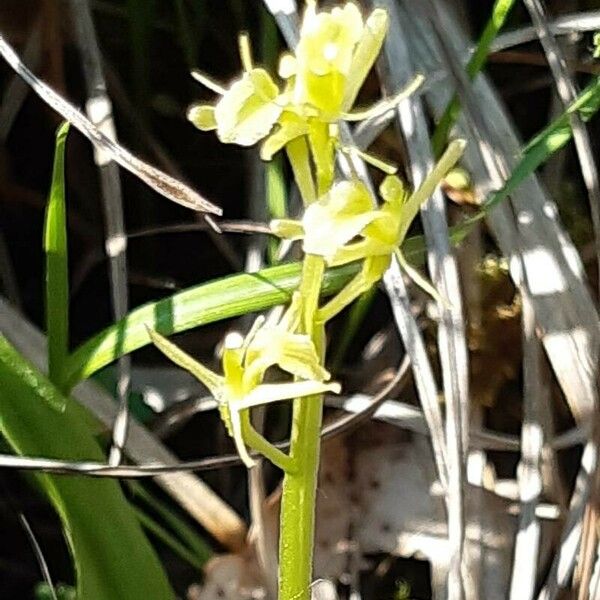 Liparis loeselii Flower