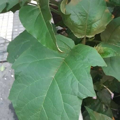 Solanum torvum Leaf