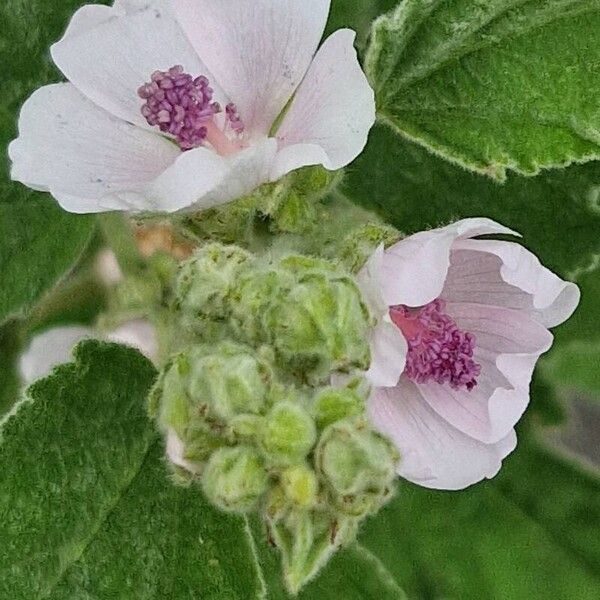 Althaea officinalis Blüte