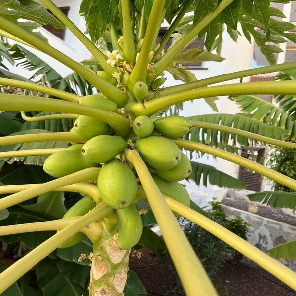 Carica papaya Fruto