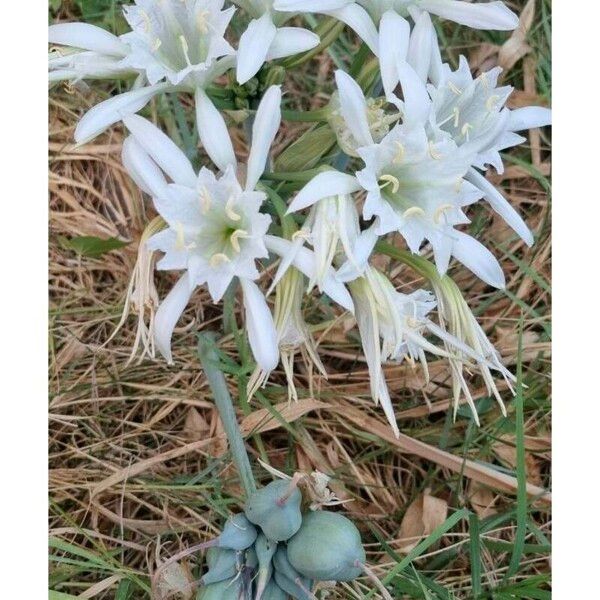 Pancratium maritimum Floro