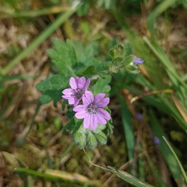 Geranium molle Plante entière