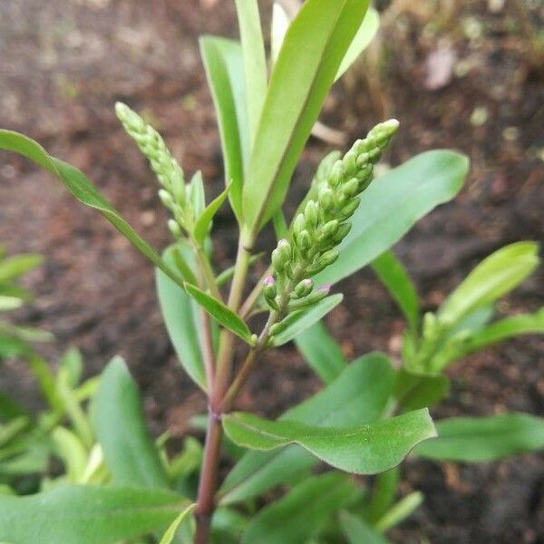 Veronica catenata Bloem