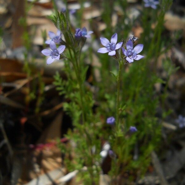 Gilia achilleifolia Habitus