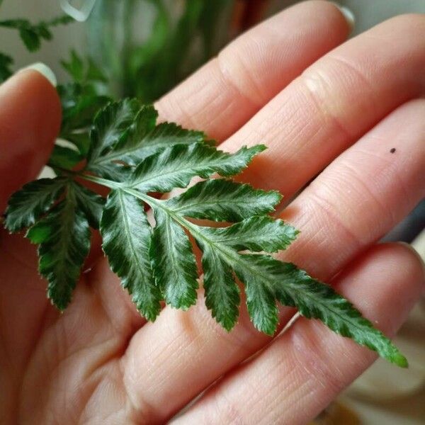 Pteris ensiformis Leaf