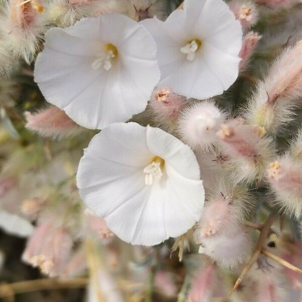 Convolvulus acanthocladus 花