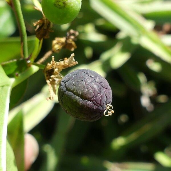 Passiflora suberosa Meyve