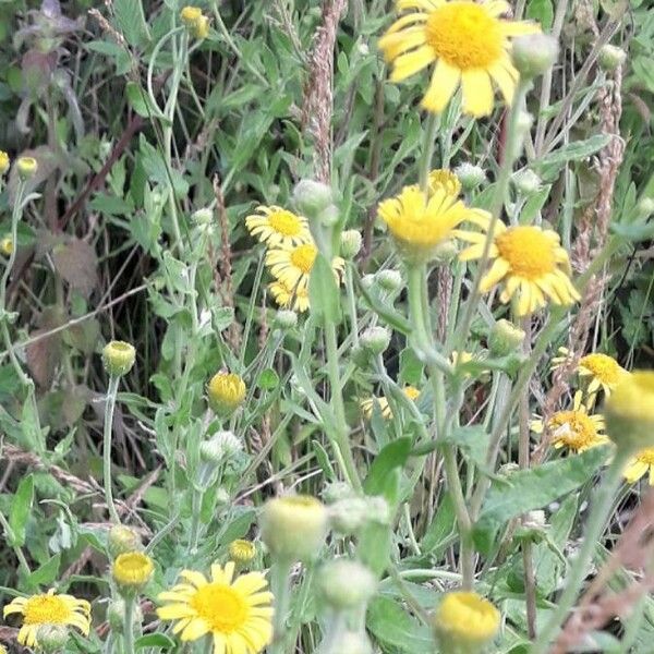 Pulicaria dysenterica Flower