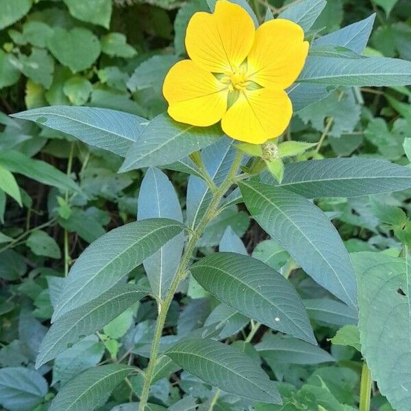 Ludwigia peruviana Habit