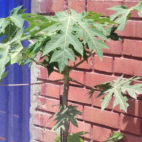 Carica papaya Blad