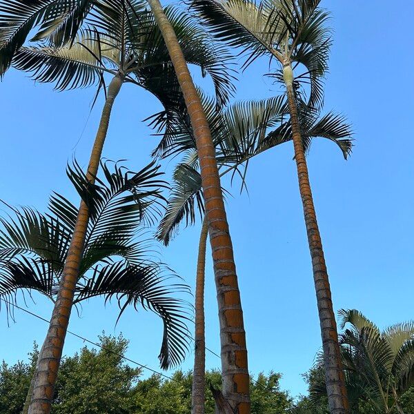 Dypsis lutescens Feuille