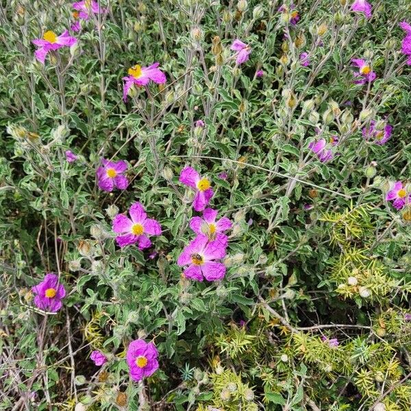 Cistus creticus Hábito