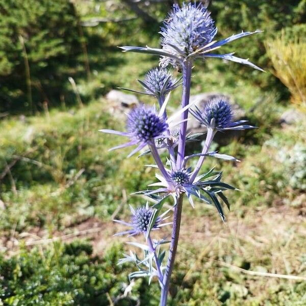 Eryngium bourgatii Žiedas