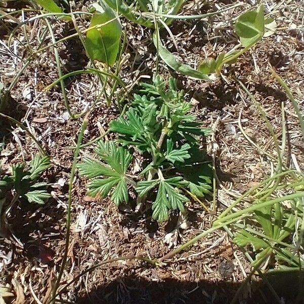 Potentilla argentea Leaf