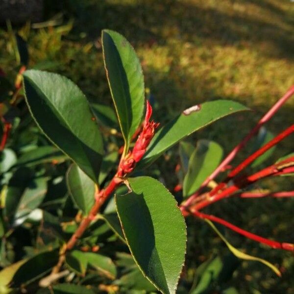 Photinia serrulata पत्ता