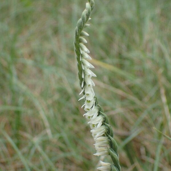 Spiranthes spiralis Fleur