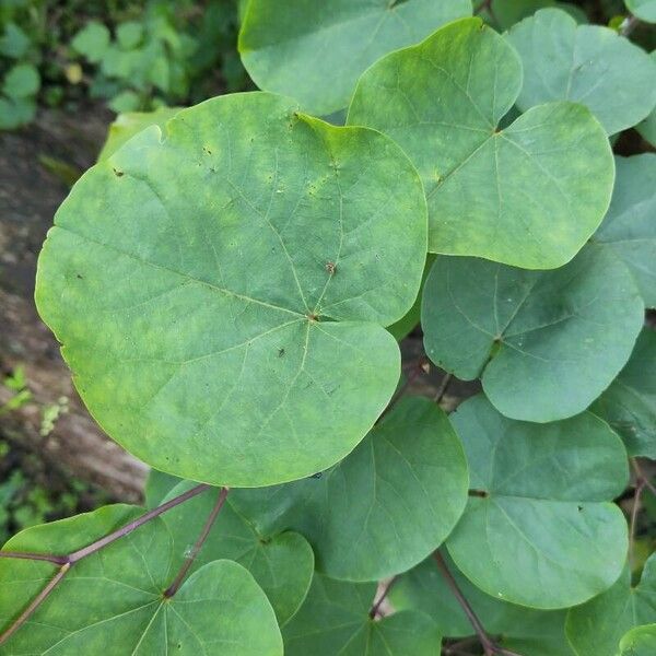 Cercis siliquastrum Лист