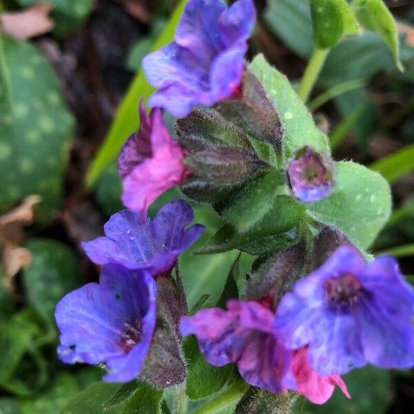 Pulmonaria angustifolia 花