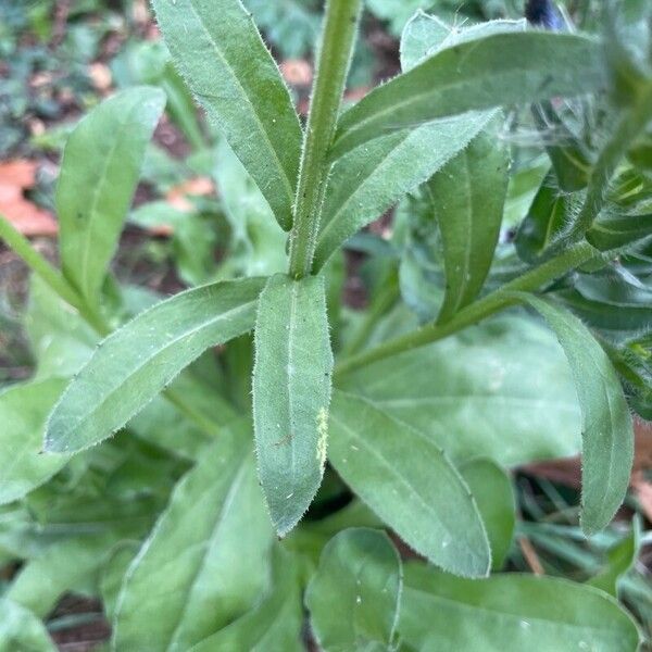 Calendula officinalis 葉