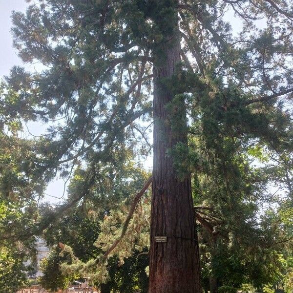 Sequoiadendron giganteum برگ