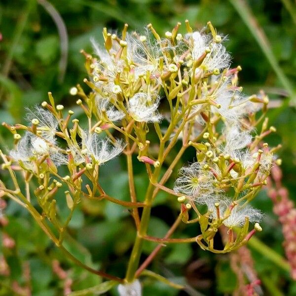 Valeriana tripteris Frucht