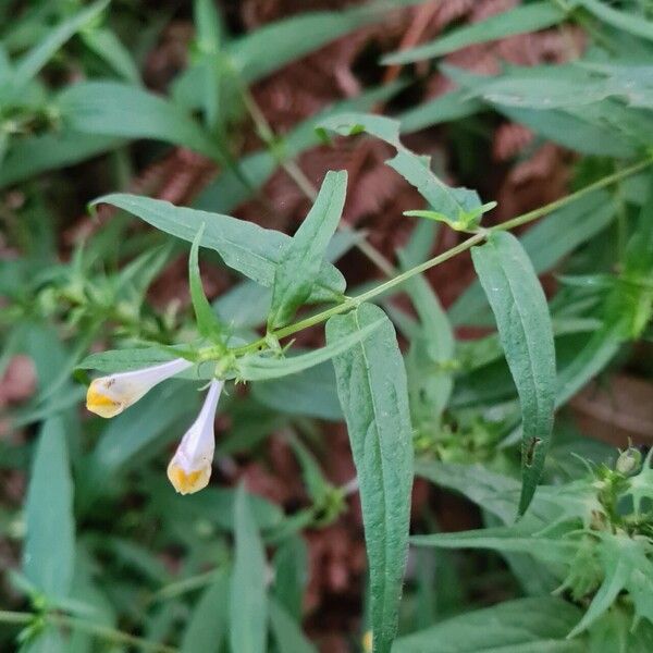 Melampyrum pratense Flower