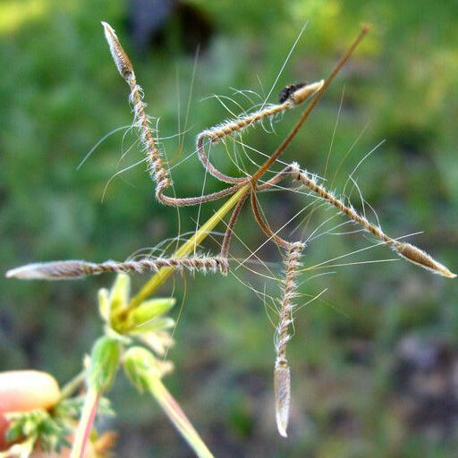 Erodium botrys Frucht