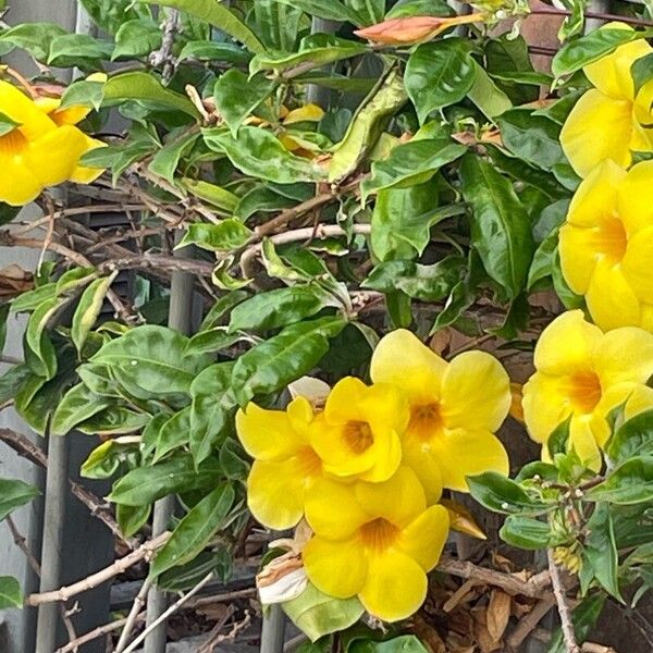 Allamanda cathartica Цветок