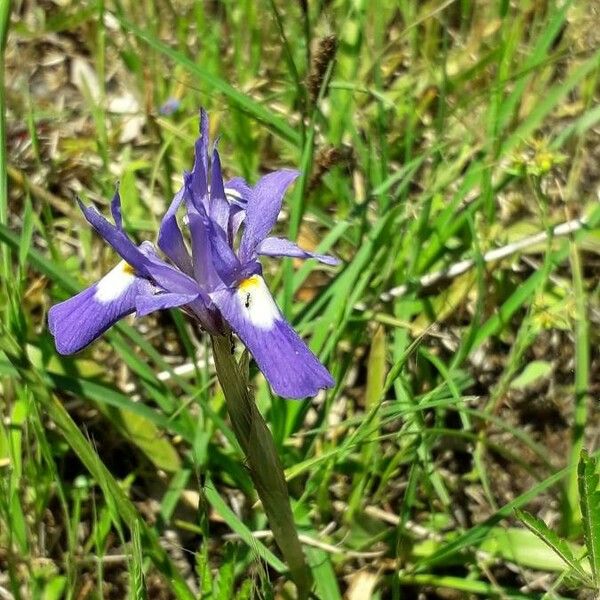 Moraea sisyrinchium Bloem