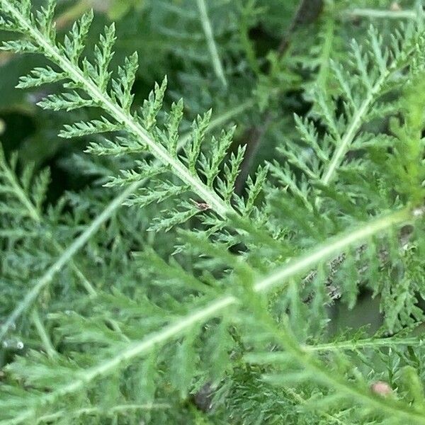 Achillea distans Leaf
