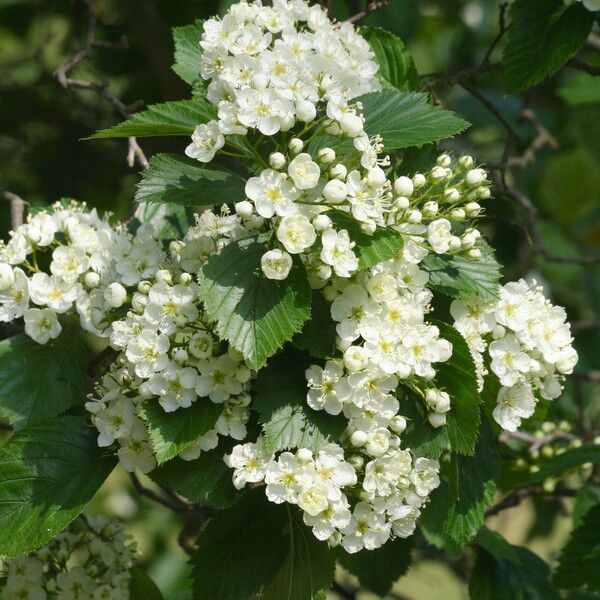 Crataegus succulenta 花