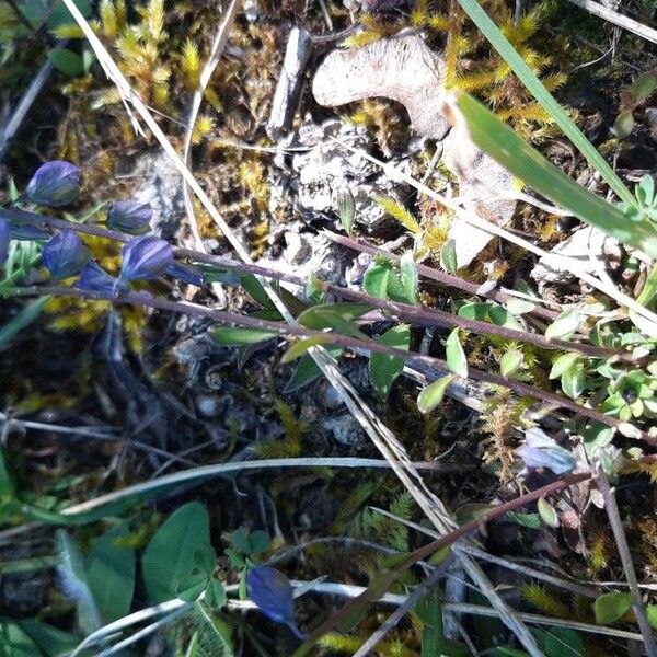 Polygala calcarea Blatt