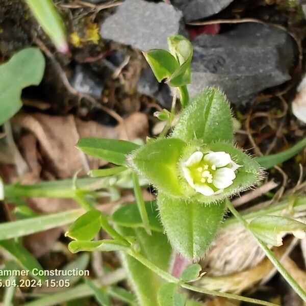 Cerastium semidecandrum Kukka