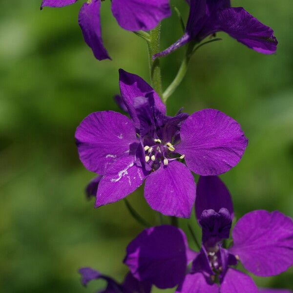 Delphinium ajacis Flower