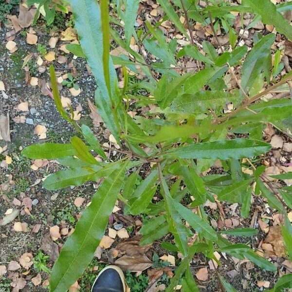 Dodonaea viscosa Ліст