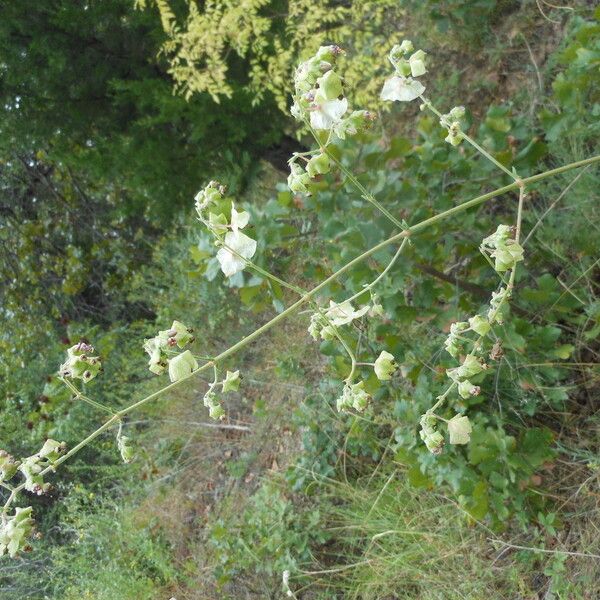 Mirabilis gigantea (Giant four o'clock)