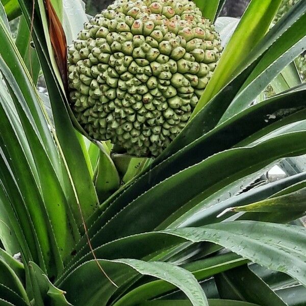 Pandanus tectorius Outro