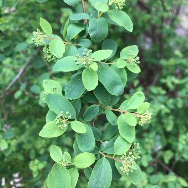 Spiraea trilobata Leaf